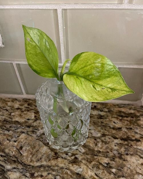 Types of Pothos You Can Grow in Water 3