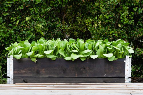Best Green Vegetables to Grow in Vertical Garden 3