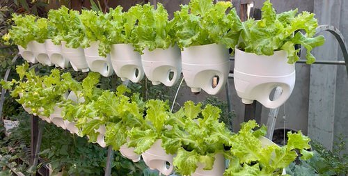 DIY Vertical Lettuce Garden Ideas 3