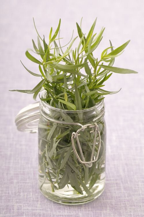Herbs You Should Never Keep in Fridge and Why 3