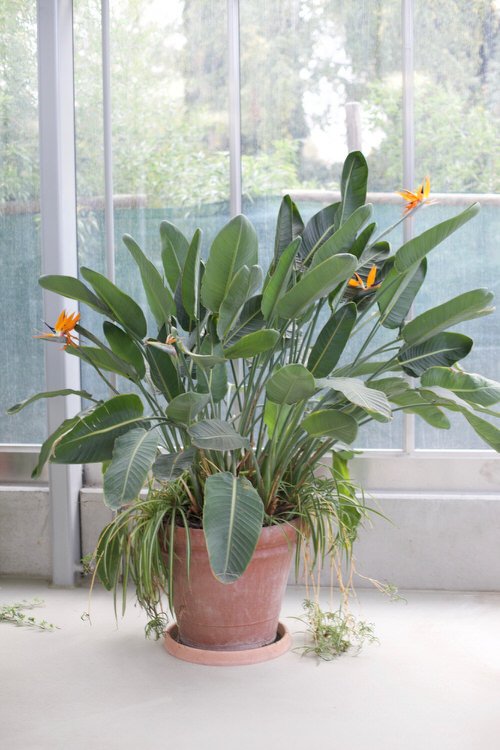 27 Best Flowering Houseplants | Indoor Plants that Bloom 14