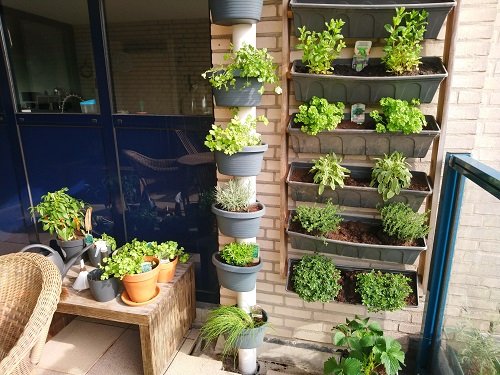 How to Plant Herbs on the Balcony