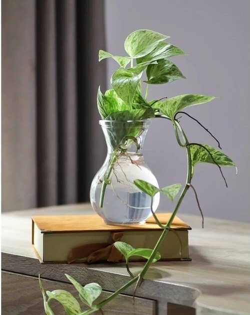 Types of Pothos You Can Grow in Water 4