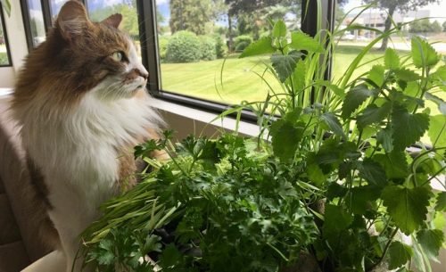 Indoor Cat Garden Ideas 5