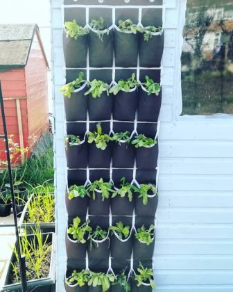 15 Edible Living Wall Ideas for Small Spaces | Balcony Garden Web