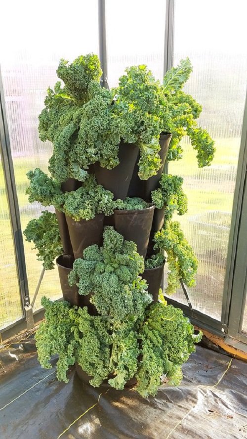 Best Green Vegetables to Grow in Vertical Garden 4