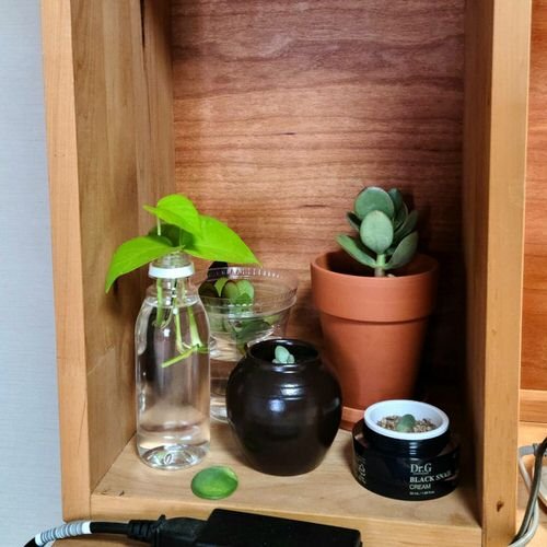 Types of Pothos You Can Grow in Water 5