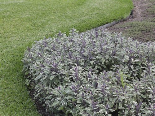 Best Edible Ground Cover Plants 5