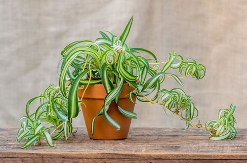 How to Get More Spider Plant Babies 2