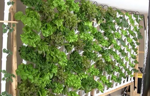 DIY Vertical Lettuce Garden Ideas 8