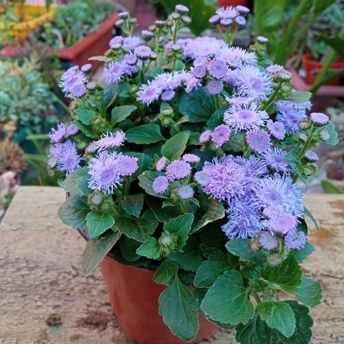 Flowers that Start with A-Ageratum Houstonianum