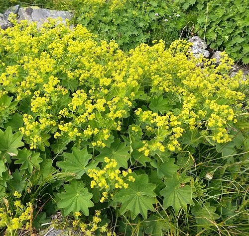 Flowers that Start with A-Alchemilla
