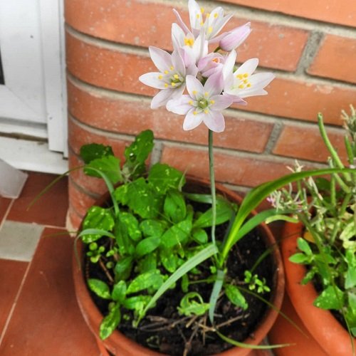 Flowers that Start with A-Allium Roseum