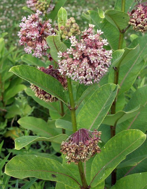 Flowers that Start with A- Asclepias Syriaca