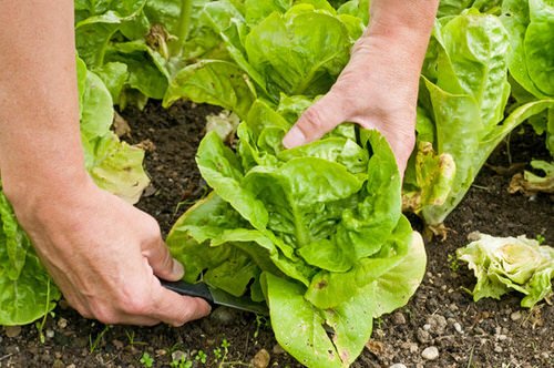 How to Harvest Lettuce so that it Keeps Growing 2