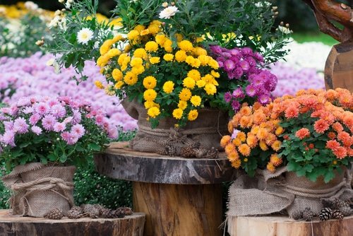 How to Grow Chrysanthemums in Pots 2