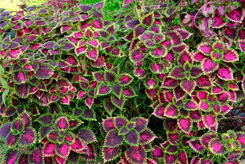 How to Grow Coleus from Cuttings