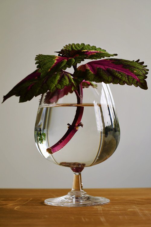 How to Grow Coleus from Cuttings 2