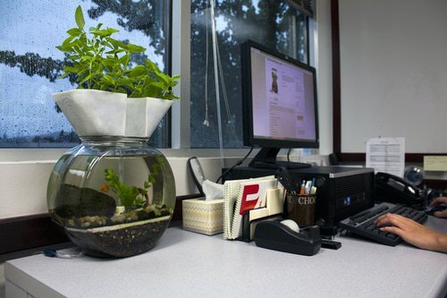 DIY Desktop Water Garden Ideas 6