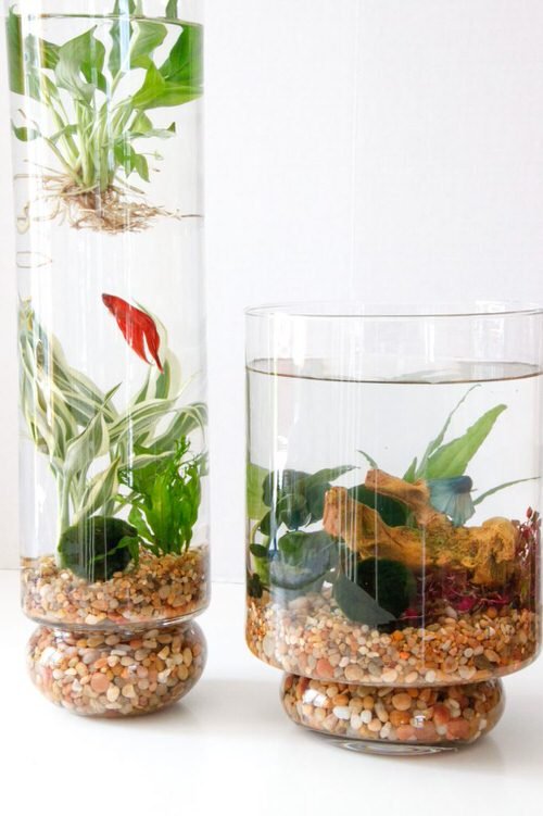 DIY Desktop Water Garden Ideas 5