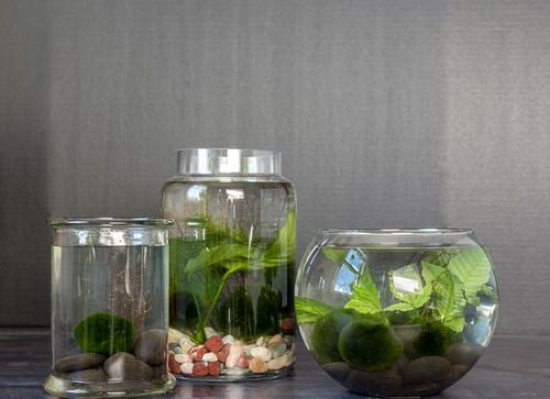 DIY Desktop Water Garden Ideas