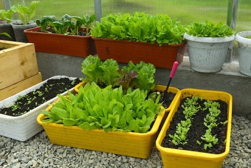 Fast-Growing Leafy Green Vegetables You Can Harvest in Just 15 Days 11
