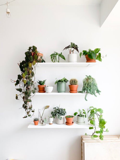 Clever Plant Hanging Hacks that Won't Damage Your Ceiling or Wall