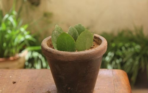Indoor Plants that Grow from Leaves