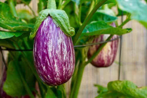 Types of Eggplants 4