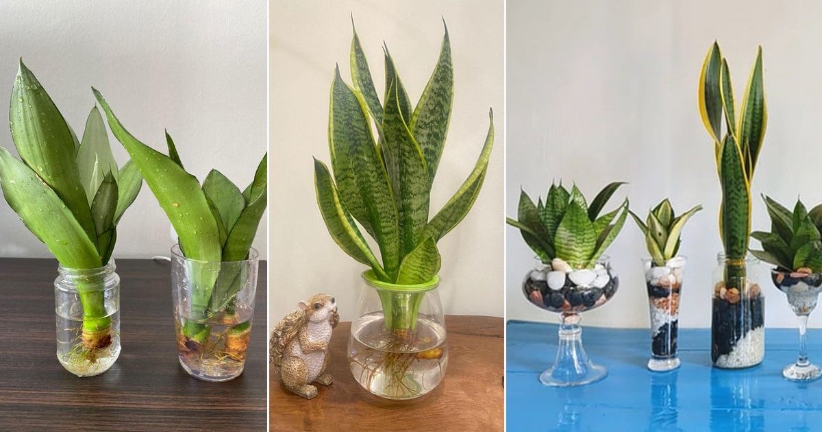 grow snake plant in water