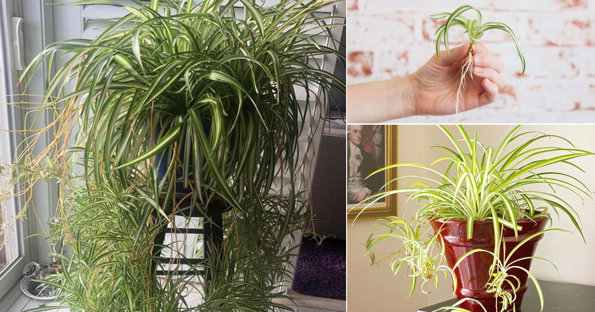 How to Get More Spider Plant Babies | Balcony Garden Web