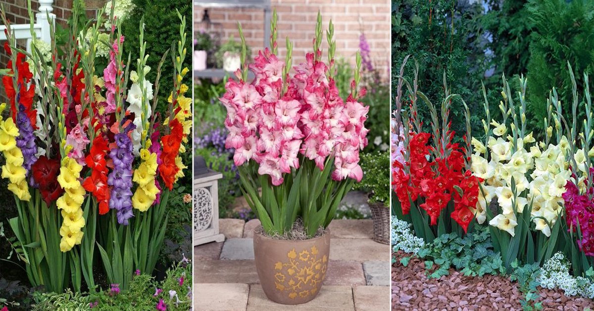 Gladiolas Plant Information | How to Grow Gladiolas Flower