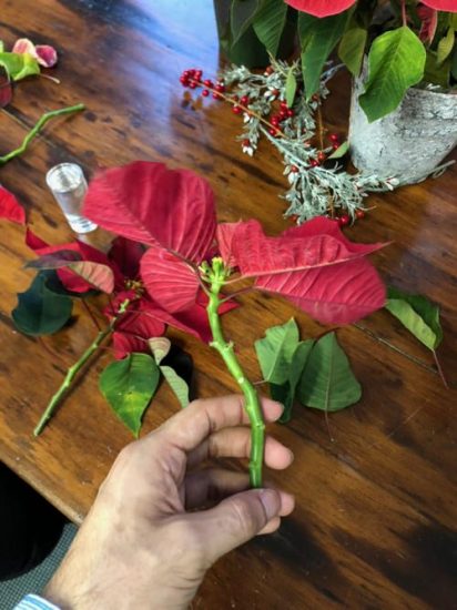 Growing Poinsettias From Cuttings | Balcony Garden Web