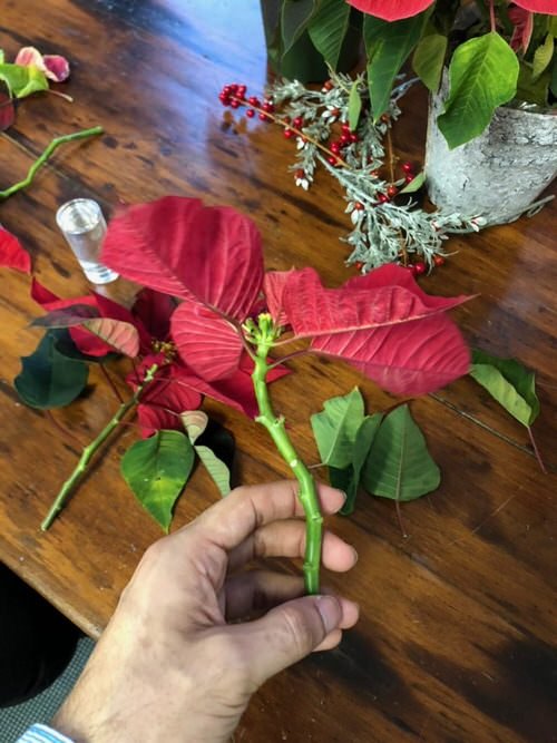 Growing Poinsettias from Cuttings 2