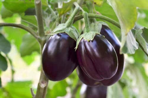 Types of Eggplants 6