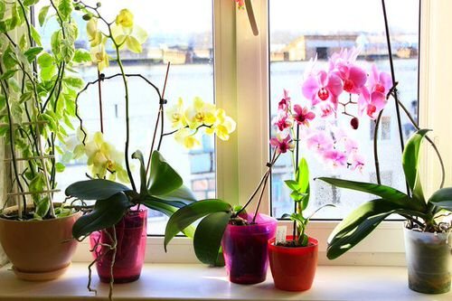 Common Orchid Growing Mistakes 2