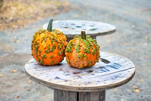 Different Types of Pumpkin Varieties 17