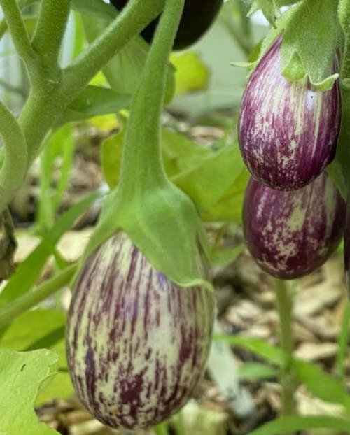 Types of Eggplants