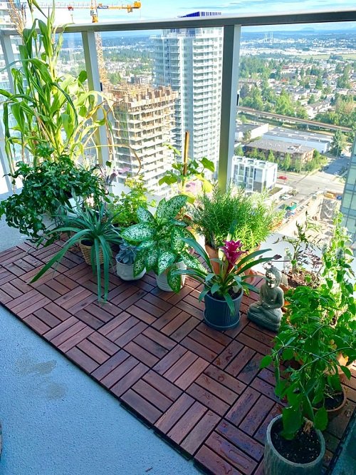 Other Plants You Can Grow in the Balcony Garden