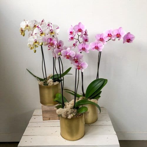 Common Orchid Growing Mistakes 3