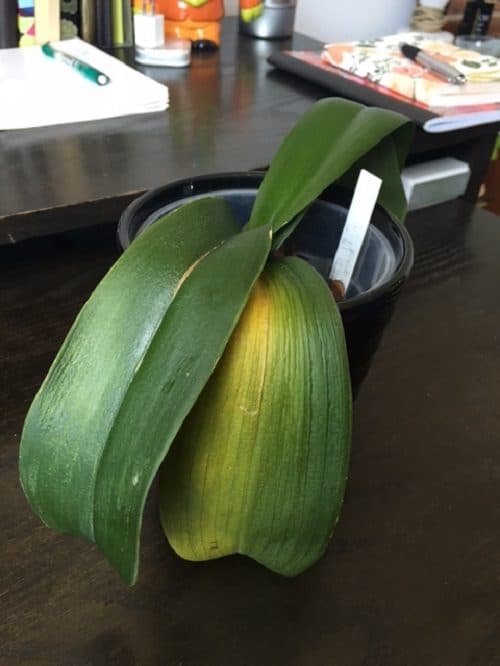 Common Orchid Growing Mistakes