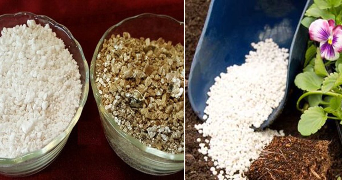 Perlite vs Vermiculite: What's the Difference? - Epic Gardening