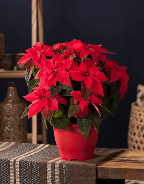 Growing Poinsettias from Cuttings
