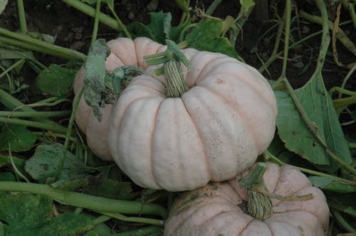 Different Types of Pumpkin Varieties 22
