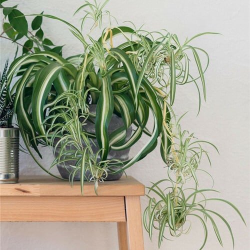 How to Propagate Spider Plants