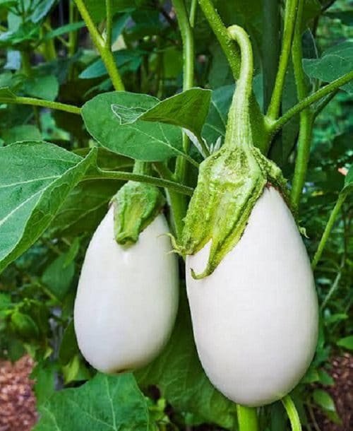 Types of Eggplants 5