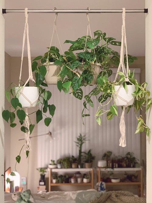 Clever Plant Hanging Hacks that Won't Damage Your Ceiling or Wall 3