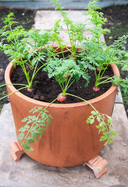 14 Vegetables to Plant in Late Summer in Containers