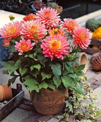 32 Best Fall Flowers | Flowers that Bloom in Autumn