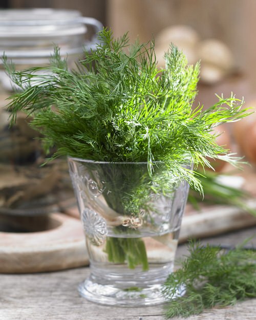 Herbs You Should Never Keep in Fridge and Why in glass 